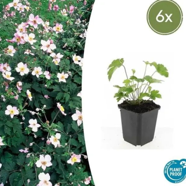Best Prydnadsbuske - Höstanemon - Anemone tomentosa 'Robustissima' - 9cm kruka - Set med 6 växter Buskar