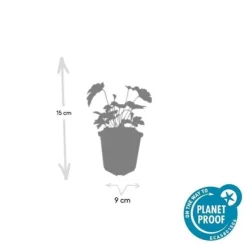 Prydnadsbuske - Höstanemon - Anemone tomentosa 'Robustissima' - kruka 9cm - Set med 20 växter