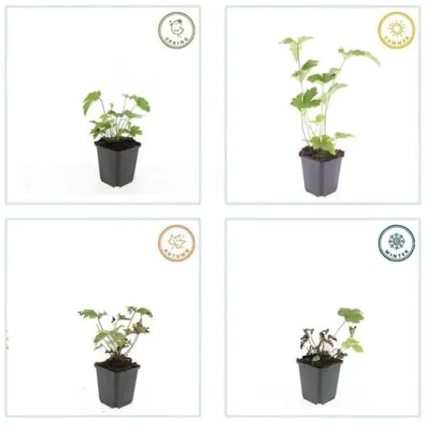 Prydnadsbuske - Höstanemon - Anemone tomentosa 'Robustissima' - kruka 9cm - Set med 20 växter