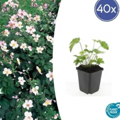New Prydnadsbuske - Höstanemon - Anemone tomentosa 'Robustissima' - Kruka 9cm - Set med 40 växter Buskar