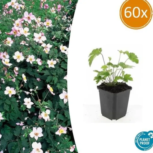 Prydnadsskrubb - Höstanemon - Anemone tomentosa 'Robustissima' - 9 cm kruka - Set med 60 växter