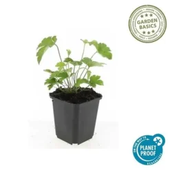 Prydnadsskrubb - Höstanemon - Anemone tomentosa 'Robustissima' - 9 cm kruka - Set med 60 växter