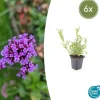Prydnadsverbena - Verbena bonariensis - 9 cm kruka - Set med 6 växter