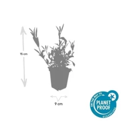Prydnadsverbena - Verbena bonariensis - 9 cm kruka - Set med 6 växter