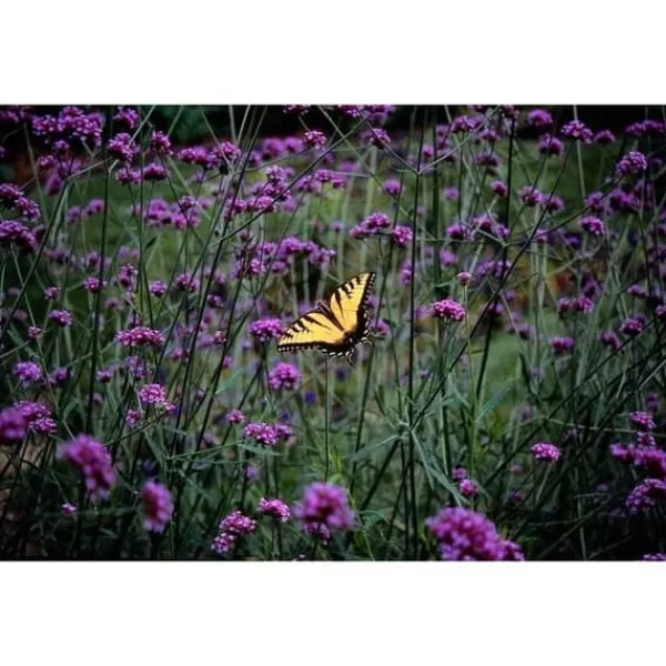 Prydnadsverbena - Verbena bonariensis - 9 cm kruka - Set med 6 växter