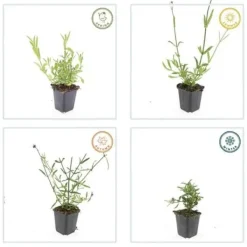 Prydnadsverbena - Verbena bonariensis - 9 cm kruka - Set med 6 växter