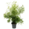 Discount Prydsparris - falksparris - Asperge falcatus - grön växt lättskött - kruka 17cm Krukväxter Inomhus