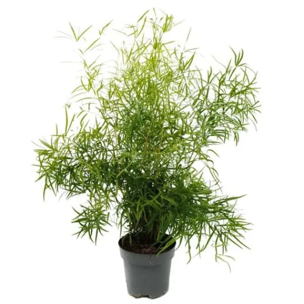 Discount Prydsparris - falksparris - Asperge falcatus - grön växt lättskött - kruka 17cm Krukväxter Inomhus