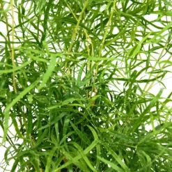 Discount Prydsparris - falksparris - Asperge falcatus - grön växt lättskött - kruka 17cm Krukväxter Inomhus