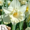 Påsklilja - Set om 15 - Narcissus 'Mount Hood' - Blomlökar - Geel