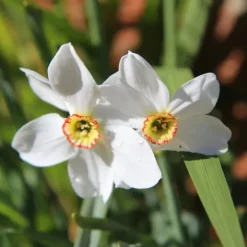 New Påsklilja - Set om 30 - Narcissus 'Recurvus' - Blomlökar - Vit Fröer & Lökar