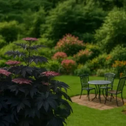 Purpurfläder - Set om 4 - Sambucus nigra 'Black Lace' - Höjd 25-40cm - ⌀17cm