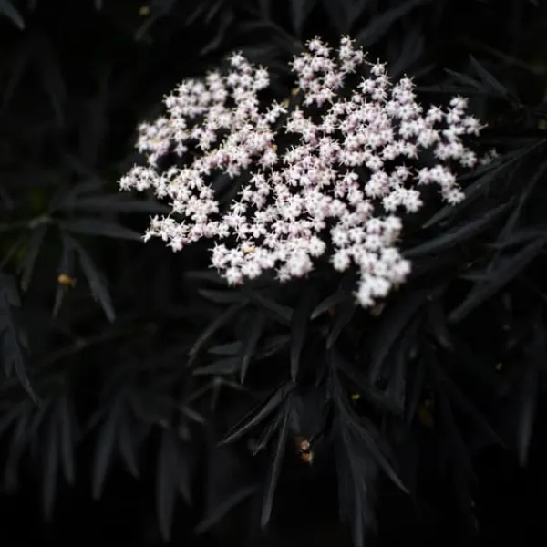 Purpurfläder - Set om 4 - Sambucus nigra 'Black Lace' - Höjd 25-40cm - ⌀17cm
