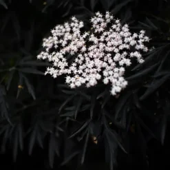 New Purpurfläder - Set om 2 - Sambucus nigra 'Black Lace' - Höjd 25-40cm - ⌀17cm Buskar