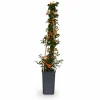 Discount Pyracantha Soleil d'Or - Eldtornbuske Ø15 cm, Höjd ca 65 cm Buskar