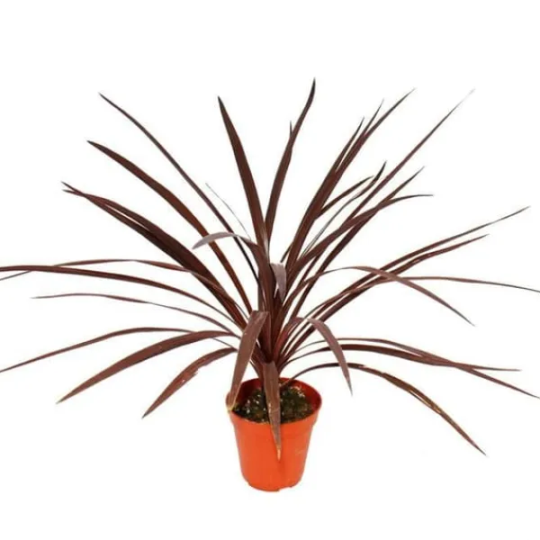 Röd klubblilja - Cordyline australis "Red Star" - kruka 12cm - höjd ca 50cm