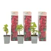 Outlet Röda vinbär - Set om 3 - Ribes rubrum - Höjd 25-40cm - ⌀9cm Buskar
