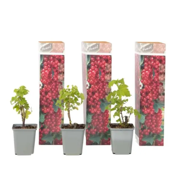 Outlet Röda vinbär - Set om 3 - Ribes rubrum - Höjd 25-40cm - ⌀9cm Buskar