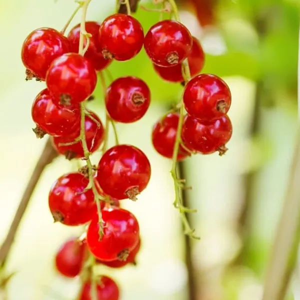 Outlet Röda vinbär - Set om 3 - Ribes rubrum - Höjd 25-40cm - ⌀9cm Buskar
