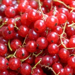 Outlet Röda vinbär - Set om 3 - Ribes rubrum - Höjd 25-40cm - ⌀9cm Buskar