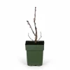 Röda Vinbär 'Jonkheer van Tets' Buske Ø13 cm ↕45 cm