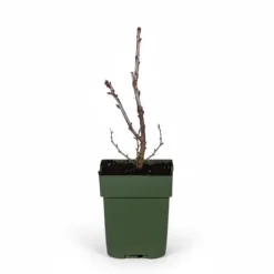 Röda Vinbär 'Jonkheer van Tets' Buske Ø13 cm ↕45 cm
