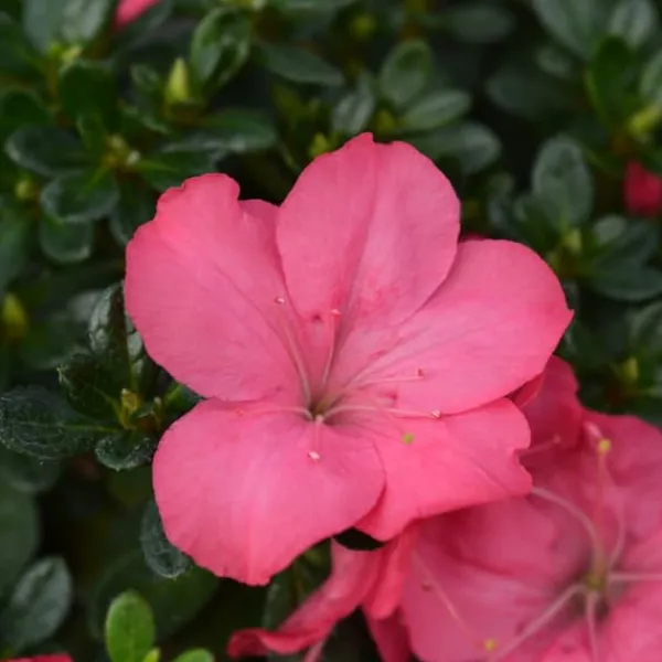 Discount Rhodondendron buske - Set om 2 - Rhod. azalea 'Anouk' - Höjd 25-40cm - ⌀17cm Buskar