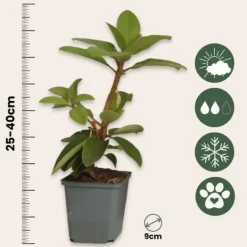 Rhodondendron buske - Set om 3 - Rhododendron catawbiense - Höjd 25-40cm - ⌀9cm