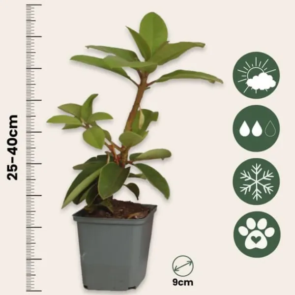 Rhodondendron buske - Set om 3 - Rhododendron catawbiense - Höjd 25-40cm - ⌀9cm