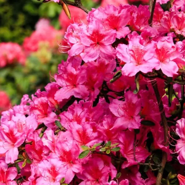 Rhodondendron buske - Set om 3 - Rhododendron catawbiense - Höjd 25-40cm - ⌀9cm