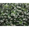 RHYNCHOSPERNUM JASMINOIDES VASO 19CM stjärnjasmine Trachelospermum