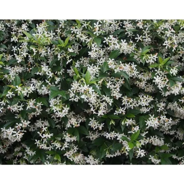 RHYNCHOSPERNUM JASMINOIDES VASO 19CM stjärnjasmine Trachelospermum
