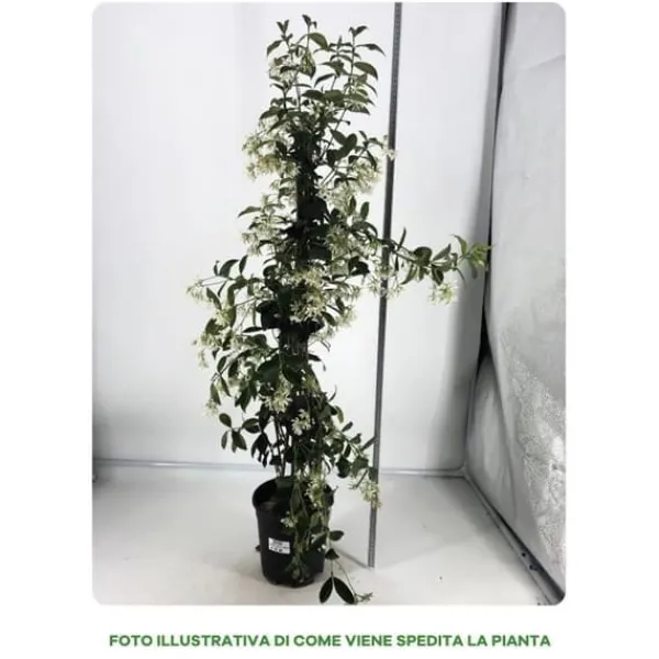 RHYNCHOSPERNUM JASMINOIDES VASO 19CM stjärnjasmine Trachelospermum