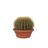 New Ringkaktus - Echinocactus grusonii - Höjd 25-35cm - ⌀25cm Krukväxter Inomhus