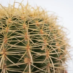 New Ringkaktus - Echinocactus grusonii - Höjd 25-35cm - ⌀25cm Krukväxter Inomhus
