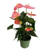 Rosenkalla - Anthurium 'Colorado Pink' - Höjd 40-55cm - ø14cm