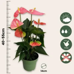 Rosenkalla - Anthurium 'Colorado Pink' - Höjd 40-55cm - ø14cm