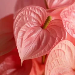 Rosenkalla - Anthurium 'Colorado Pink' - Höjd 40-55cm - ø14cm