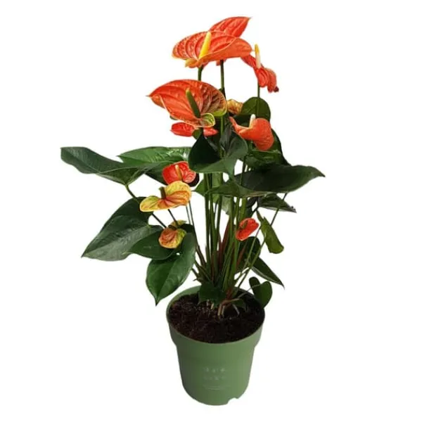 Rosenkalla - Anthurium 'Madural Orange' - Höjd 55-70cm - ø17cm