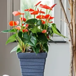 Rosenkalla - Anthurium 'Madural Orange' - Höjd 55-70cm - ø17cm
