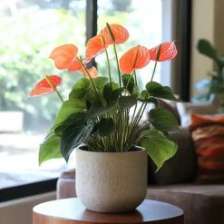 Rosenkalla - Anthurium 'Madural Orange' - Höjd 55-70cm - ø17cm