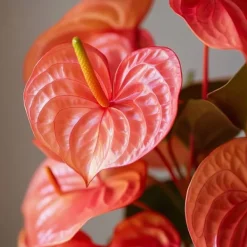 Rosenkalla - Anthurium 'Madural Orange' - Höjd 55-70cm - ø17cm