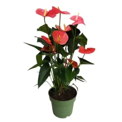 Online Rosenkalla - Anthurium 'Maine Pink' - Höjd 55-70cm - ø17cm Krukväxter Inomhus
