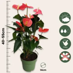 Online Rosenkalla - Anthurium 'Maine Pink' - Höjd 55-70cm - ø17cm Krukväxter Inomhus