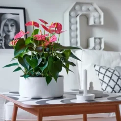 Online Rosenkalla - Anthurium 'Maine Pink' - Höjd 55-70cm - ø17cm Krukväxter Inomhus