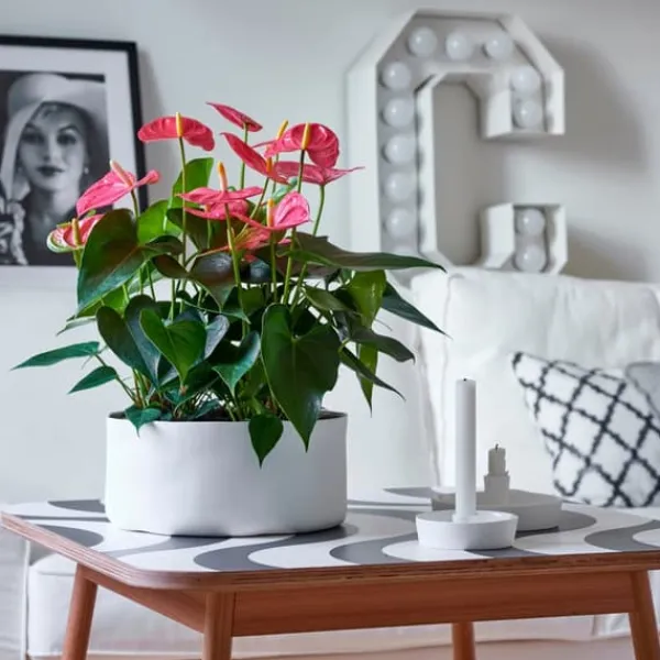 Online Rosenkalla - Anthurium 'Maine Pink' - Höjd 55-70cm - ø17cm Krukväxter Inomhus
