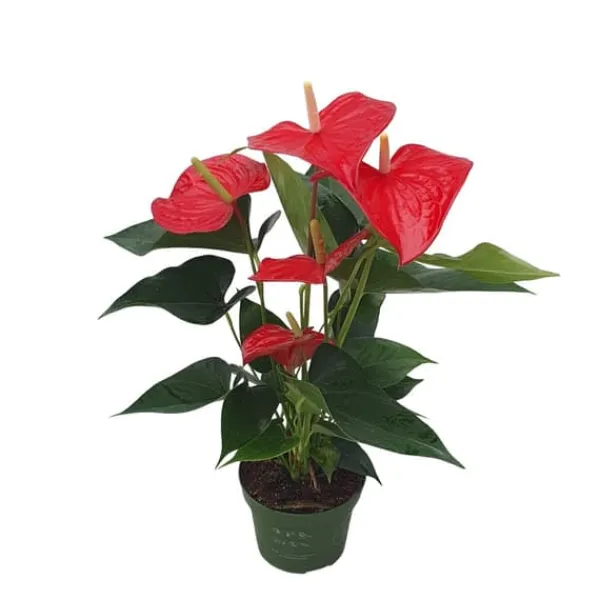 Rosenkalla - Anthurium 'Royal Champion' - Höjd 35-45cm - ø12cm