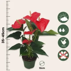 Rosenkalla - Anthurium 'Royal Champion' - Höjd 35-45cm - ø12cm