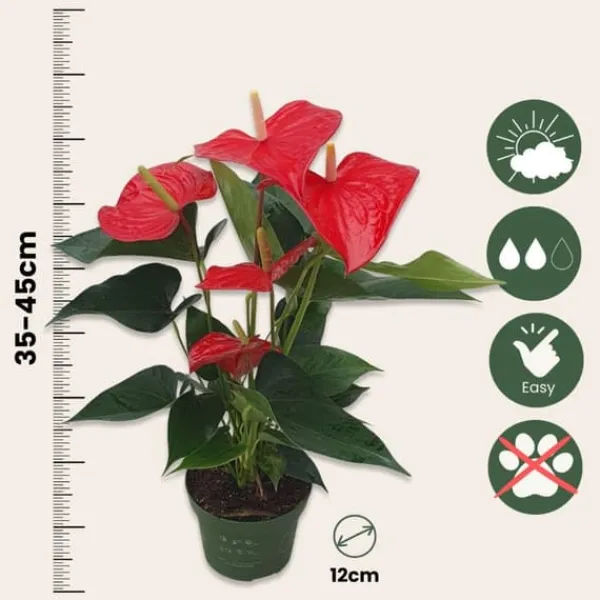 Rosenkalla - Anthurium 'Royal Champion' - Höjd 35-45cm - ø12cm