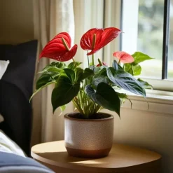 Rosenkalla - Anthurium 'Royal Champion' - Höjd 35-45cm - ø12cm